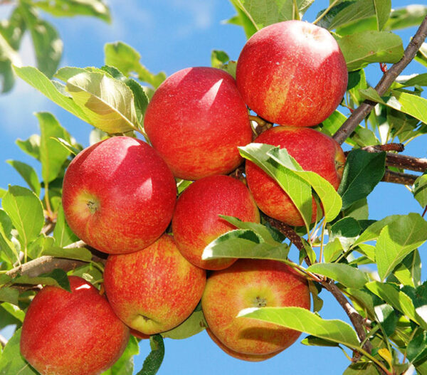 What Can I Pick Today | Alstede Farms | NJ