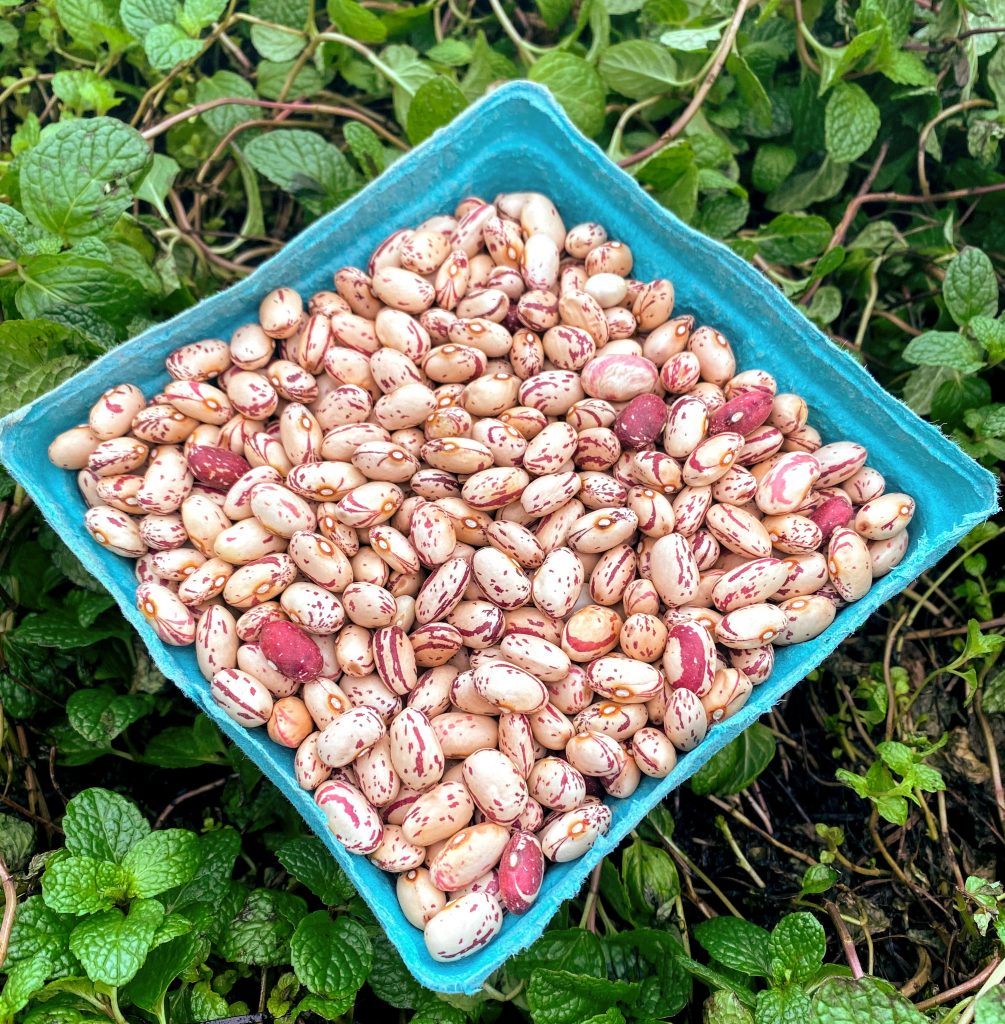 Eating in Season Cranberry Beans Alstede Farms NJ