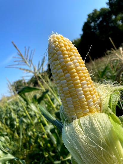 Ear-istable Corn | Alstede Farms | NJ