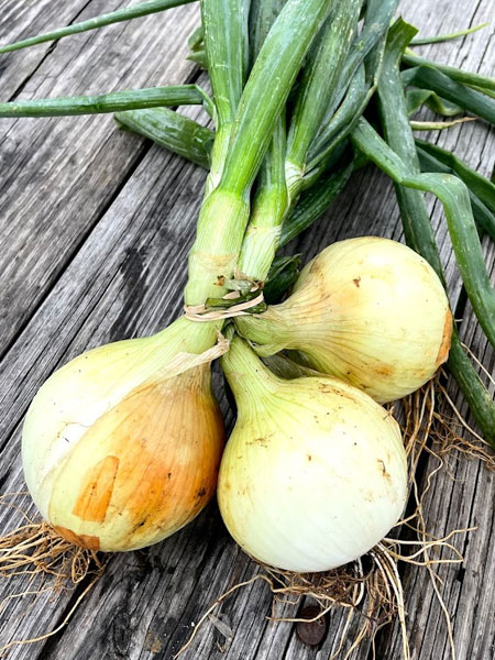 Mini Blooming Onions | Alstede Farms | NJ